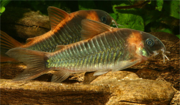 Hoplisoma eques 600350