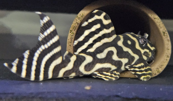 Hypancistrus seideli L333 600350