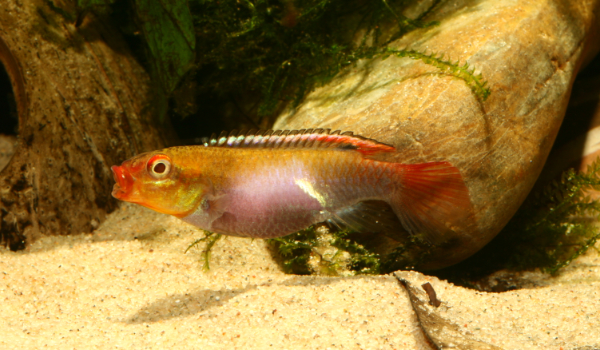 Congochromis green speckle 600350