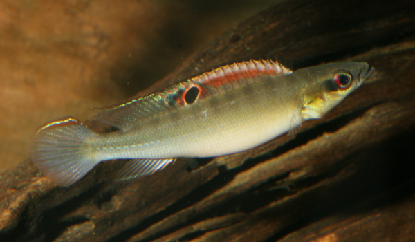 Crenichicla species orinocco 600350
