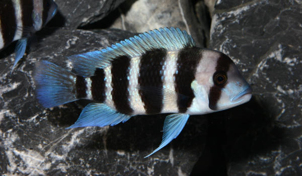 Cyphotilapia frontosa