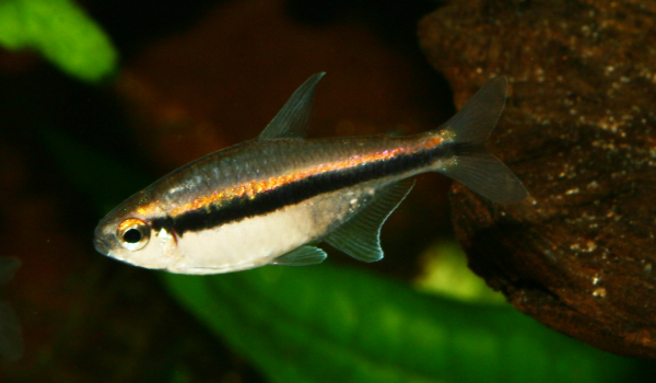 Hyphessobrycon vilmae 600350