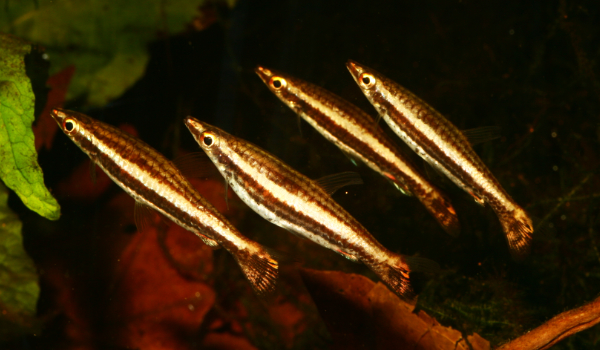 Nannostomus eques 600350