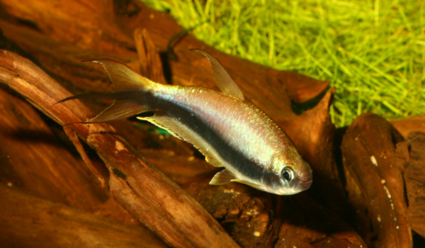 Nematobrycon palmeri 600350