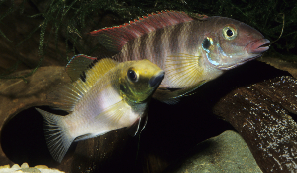 Pelvicachromis rubrolabiatus 600350