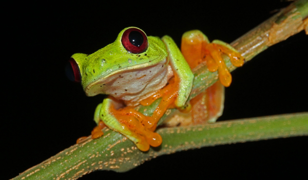 agalychnis callidryas 600350
